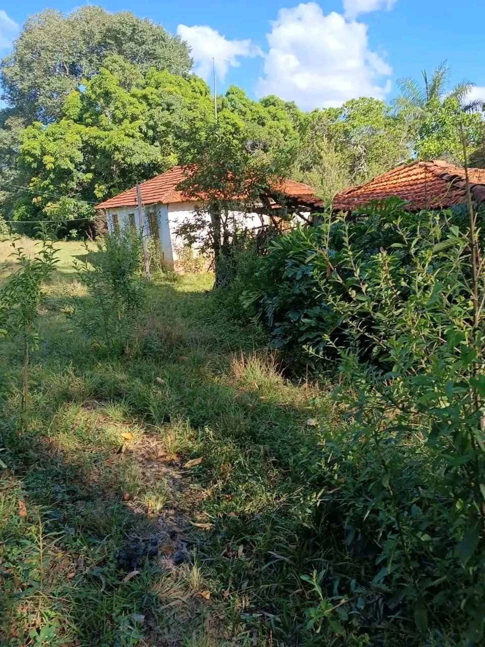 Fazenda barata ? presidente Olegário  - Foto 4
