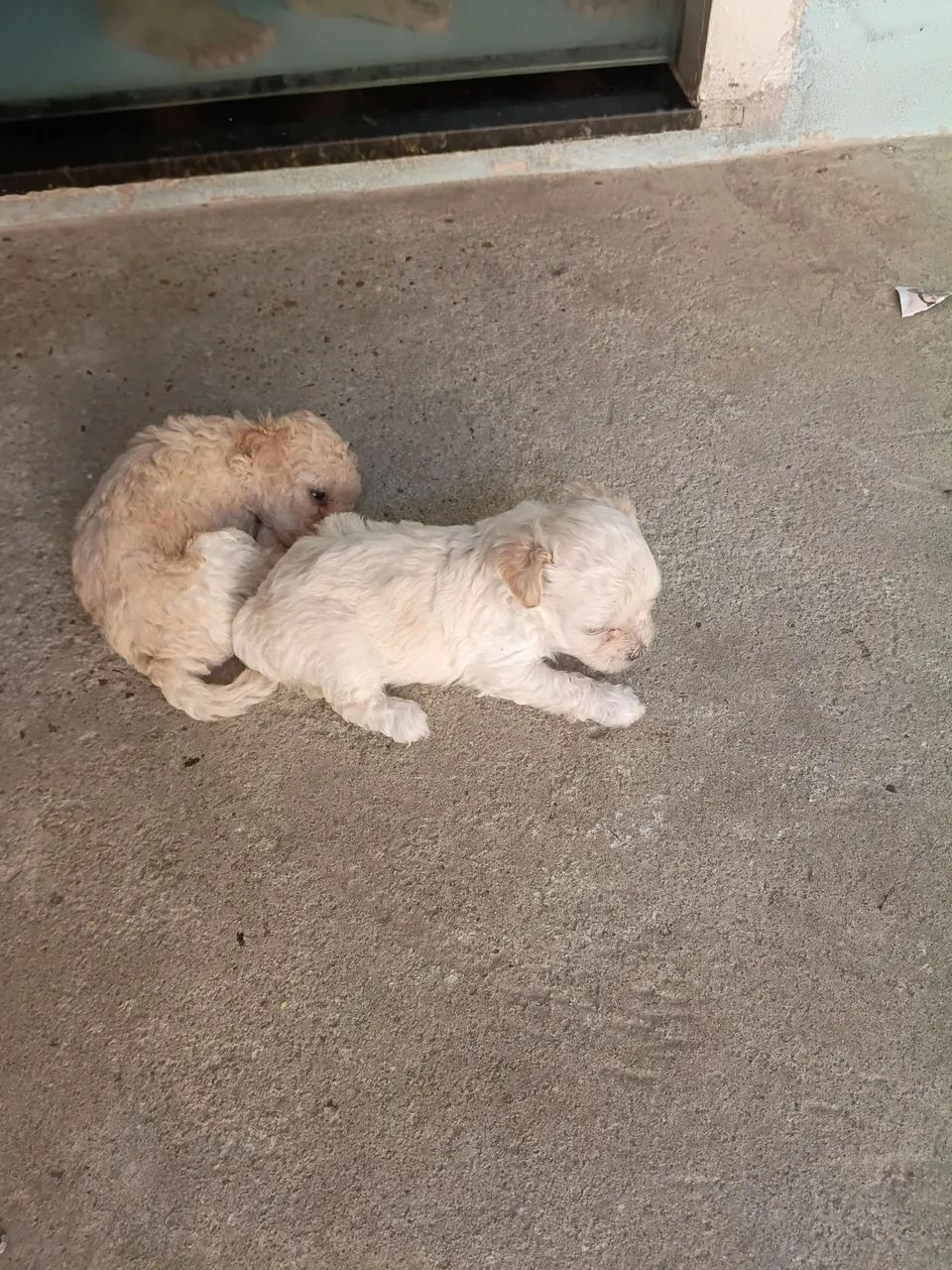 Cachorro  - Foto 2