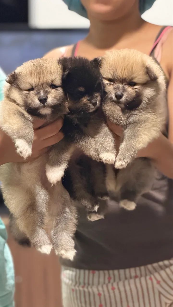 Spitz Alemão Anão (Lulu da Pomerania) - Foto 2