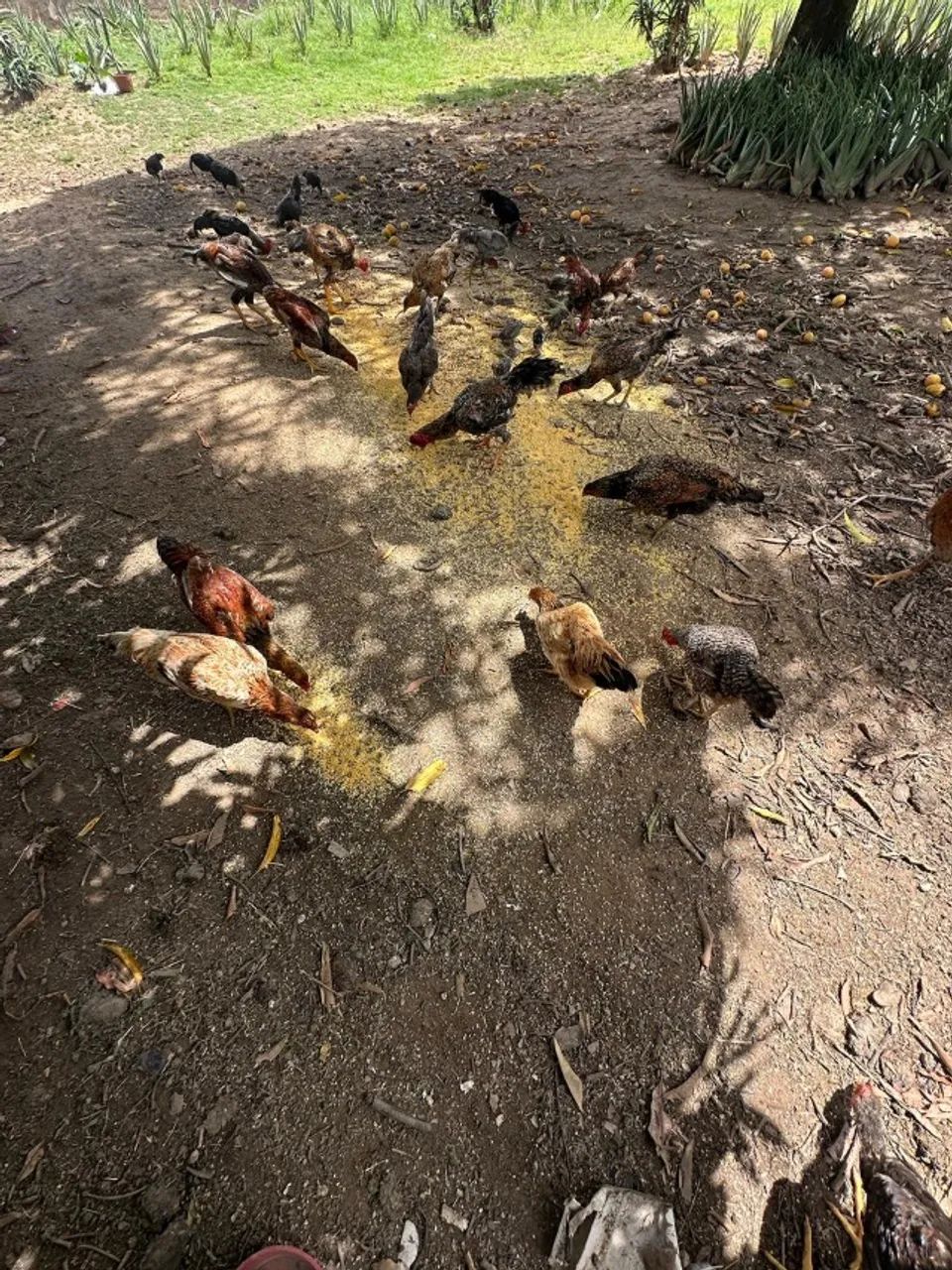 25 Galinhas caipiras - Foto 3