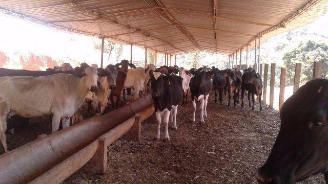 Fazenda 80 Ha Pitangui
