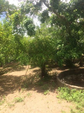 Fazenda-Granja-Sítio-Chácara 12 Hectares Aliança, Aceito Imóvel ou Automóvel - Foto 6