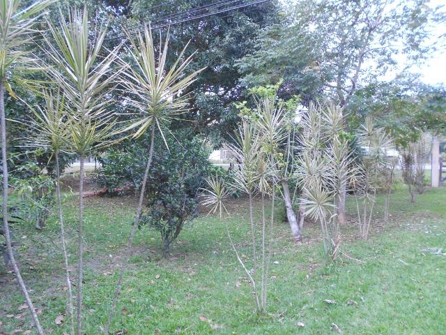 Caetano Imóveis - Sítio todo arborizado, plano e com acesso asfaltado (confira!) - Foto 6