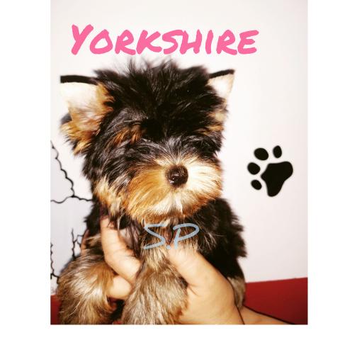 Yorkshire baby face micro c/pedigree em10xs/juros - Foto 2