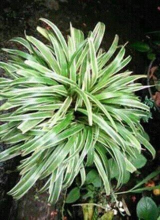 Plantas