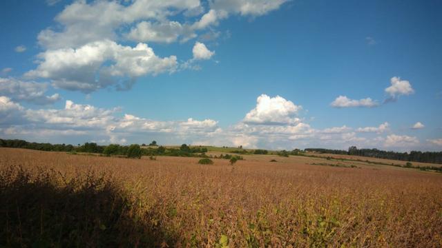 234 Hectares - 97 Alqueires - Planta 52 Alqueires - Palmeira - Foto 2