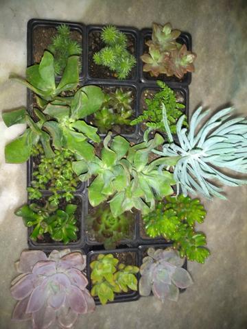 Suculentas - Foto 3