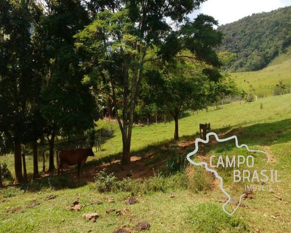 Oportunidade rural! Sítio de 8,5 alqueires todo aproveitável! - Foto 13