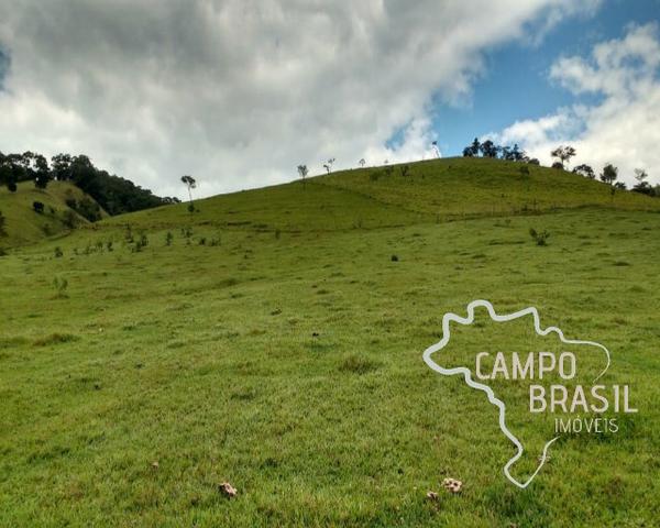 Oportunidade rural! Sítio de 8,5 alqueires todo aproveitável! - Foto 4