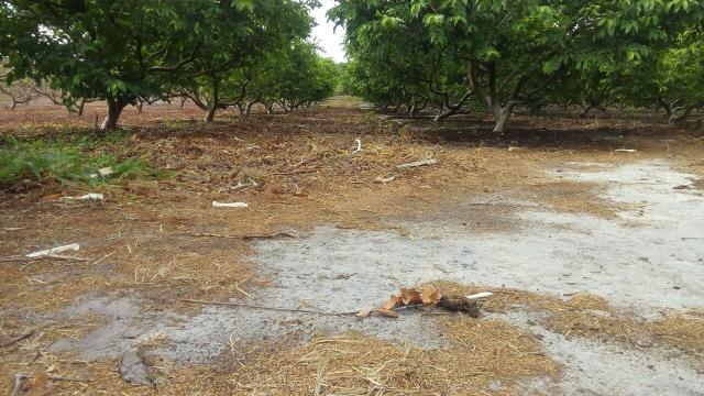 16 Ha irrigado Baixa Acaraú próximo do Marco - Foto 3