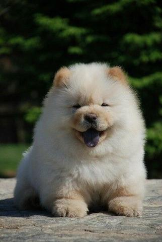 Chow-chow creme/laranja/preto, temos 7 clinicas para qualquer tipo de atendimento gratuito