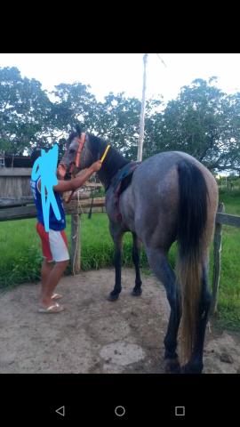 Cavalo quarto de milha - Foto 5