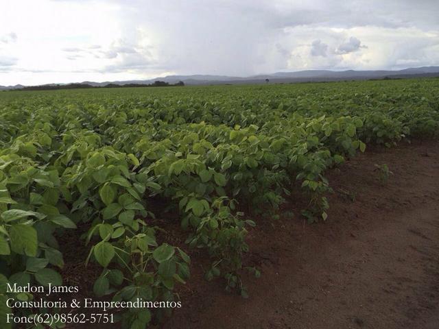 Fazenda em Niquelândia-Go!