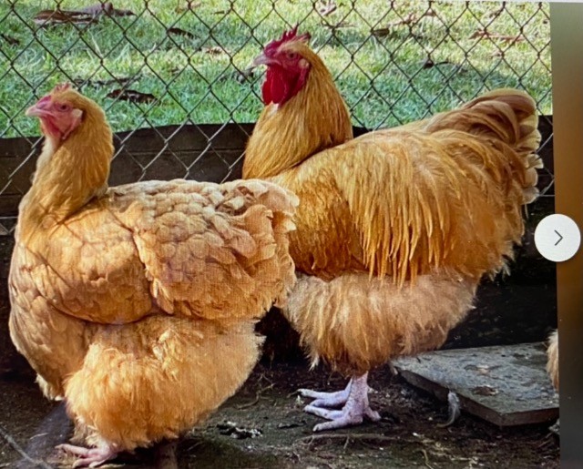 Marrecos : ,Cool, Ganso sebastopool , toulouse e sinaleiros, galos e galinhas orpington. - Foto 3
