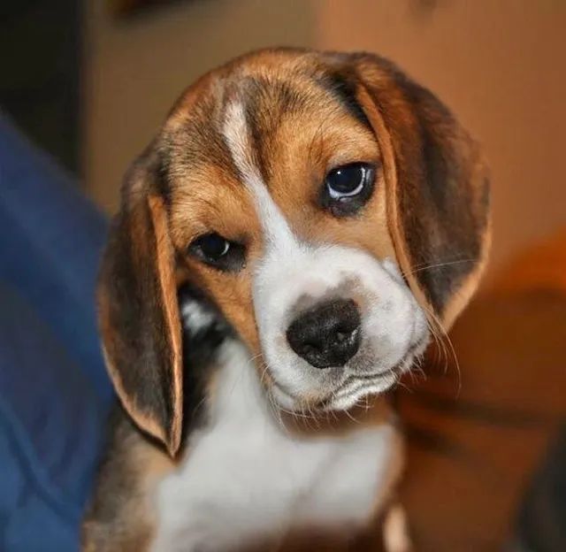 Beagle sales dog olx