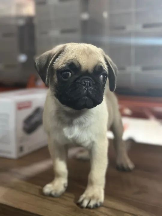 Filhote de Pug - Macho e Fêmea - Foto 4
