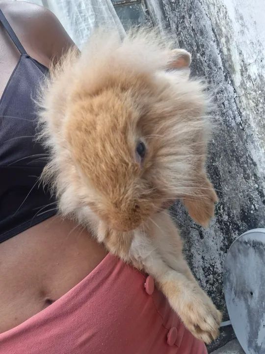 Coelhinhos lion porte médio  - Foto 3