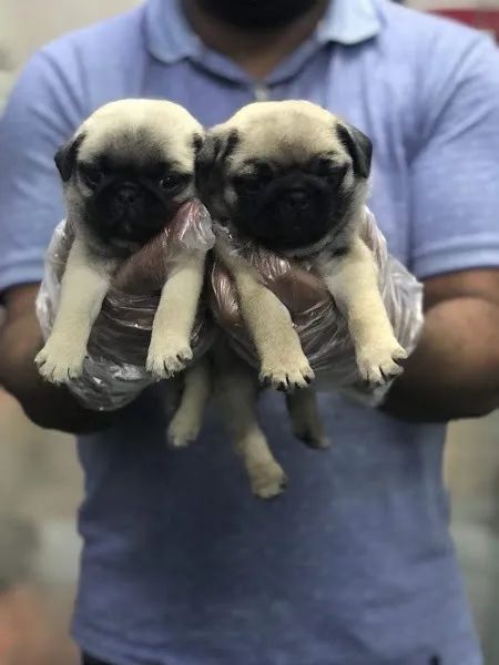 Pug Trabalhamos com todas as raças