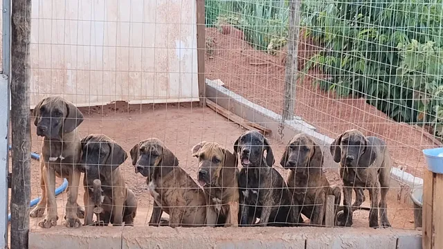 Fila Brasilero Hembra 2. Cachorros fila brasileiro en venta, Hermosos  cachorros 01(55)84885050 