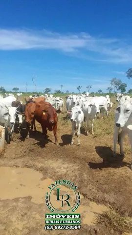 Fazenda  700 Alqueires no Tocantins com Maquinários - Foto 2
