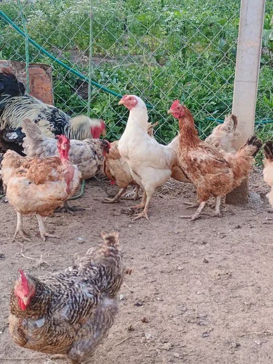 Galinhas caipira à venda