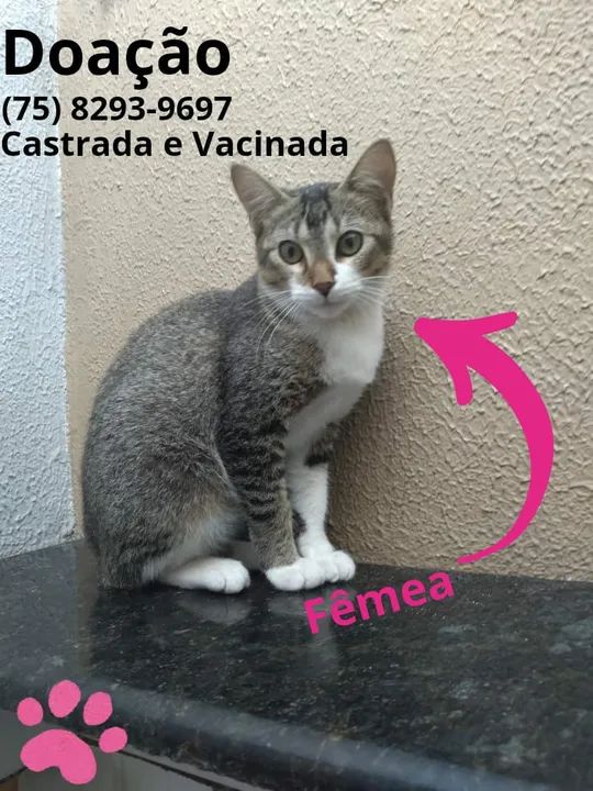 Gatinho preto e branco disponível para adoção