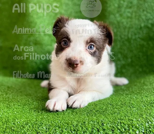 Border Collie - o mais belo e inteligente dos caninos te esperando  