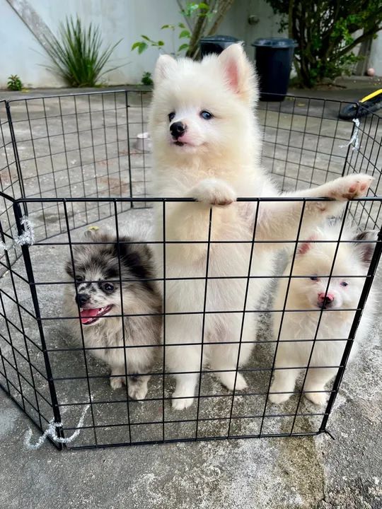 Filhotes de Spitz Alemão Fêmeas  - Foto 3