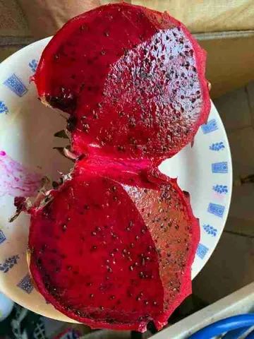 mudas de pitayas zap * - Foto 2