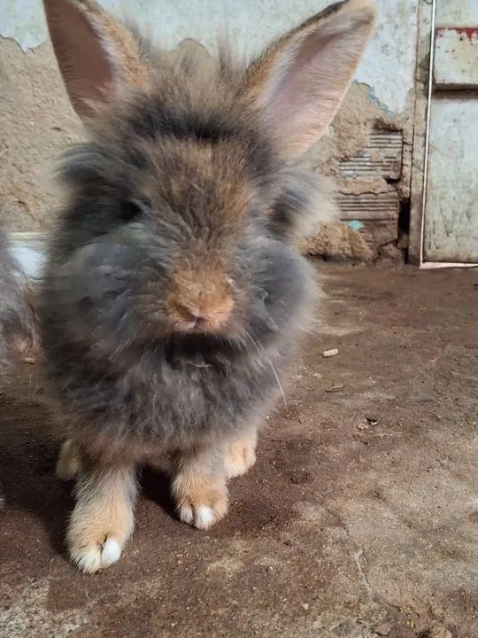 Coelhinhos lion porte médio  - Foto 6