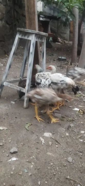 Pintinhos 50 reais  ÍNDIO GIGANTE RJ - Foto 4