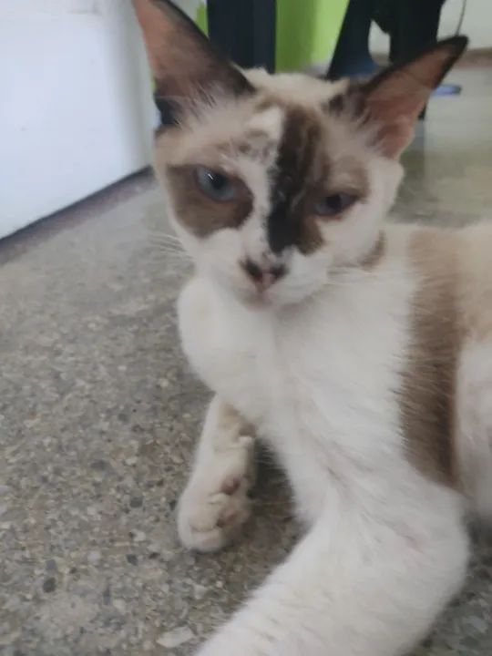 Adoção - Gatinha - Foto 4