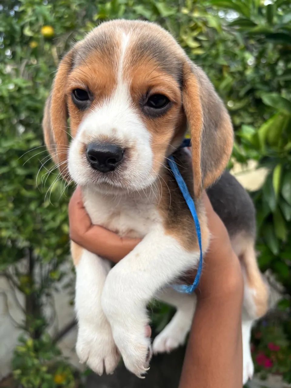   Fofuras Beagle 13 Polegadas +  Filhotinhos com Garantias e Vacinados  - Foto 3