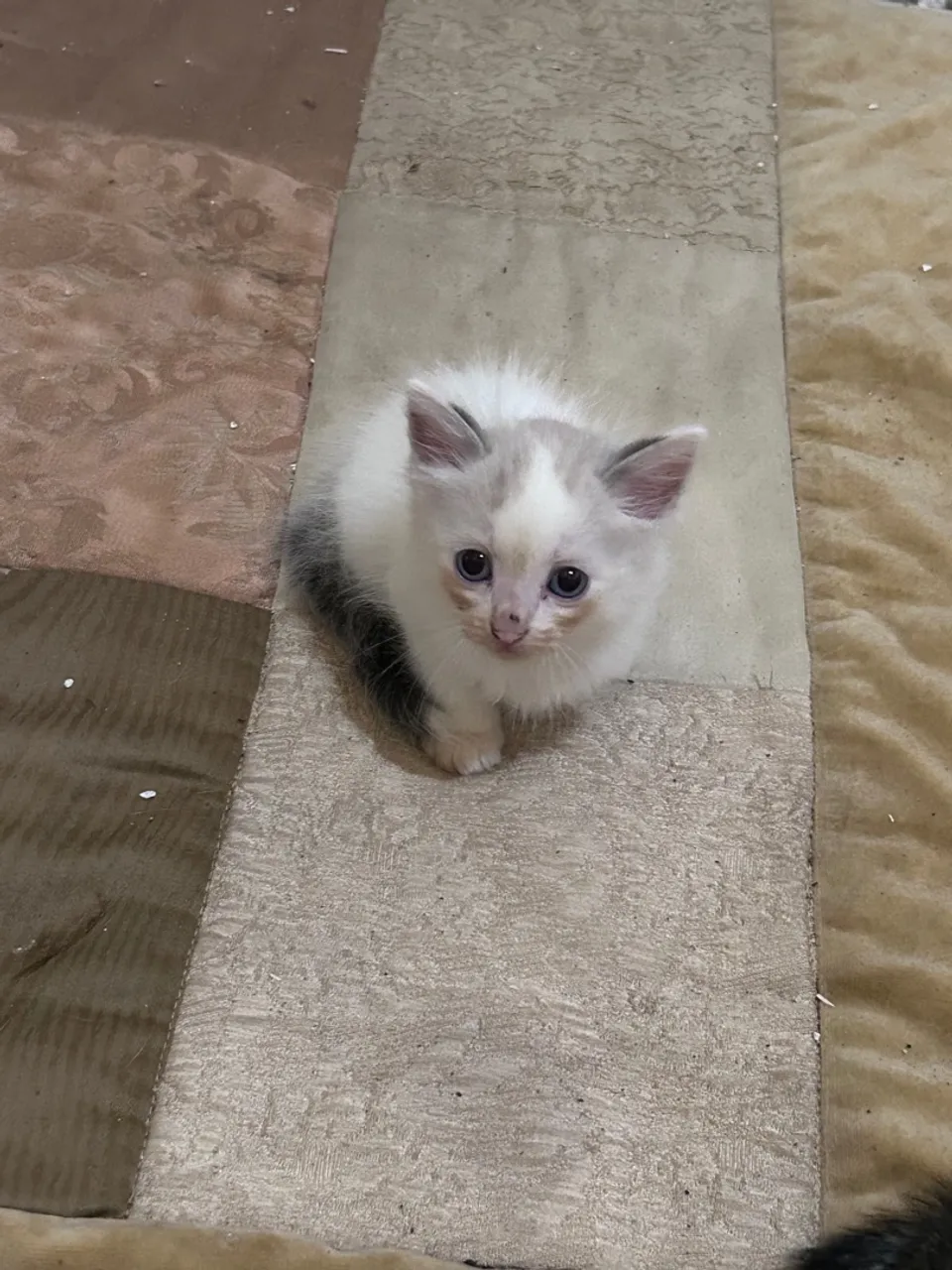 Gatinhos filhotes charmoso para adoção
