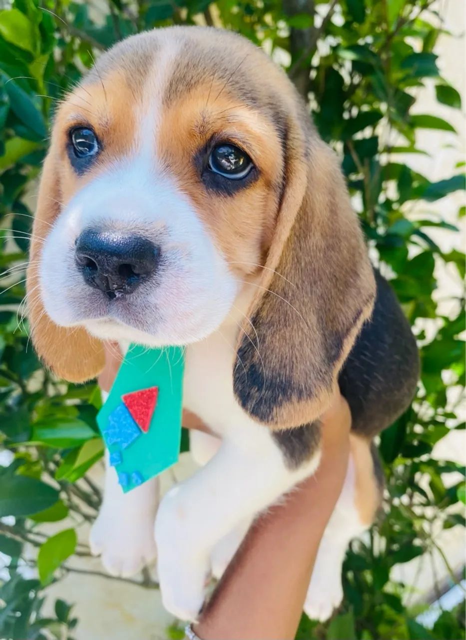  Fofuras Beagle 13 Polegadas +  Filhotinhos com Garantias e Vacinados 