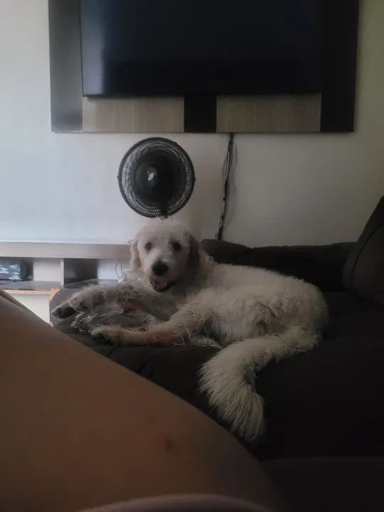 Doação cachorro macho srd - Foto 3