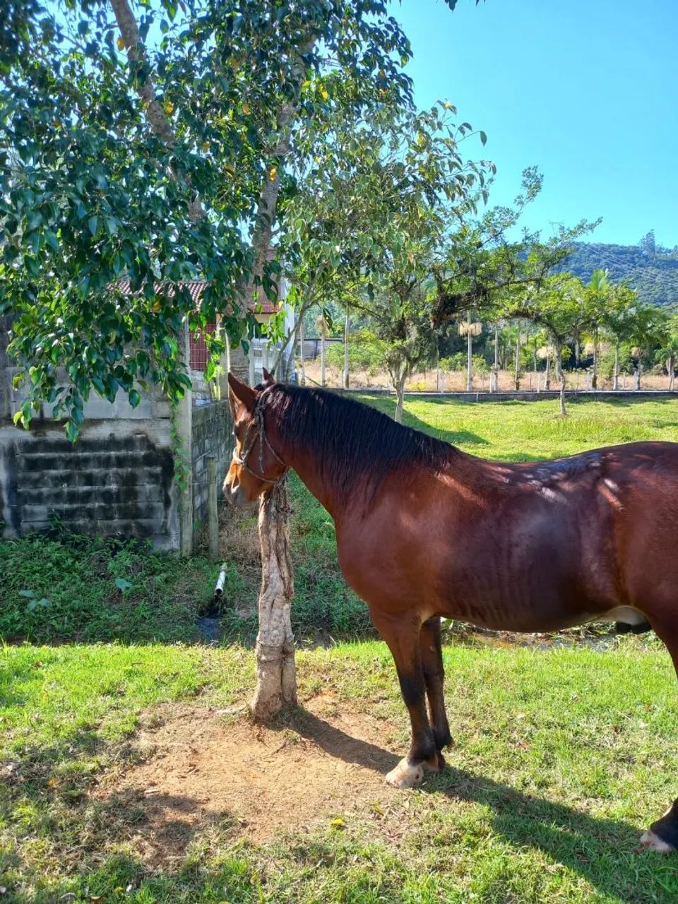 Cavalo MangaLarga, lindo, mando, capado, bem tratado  - Foto 3