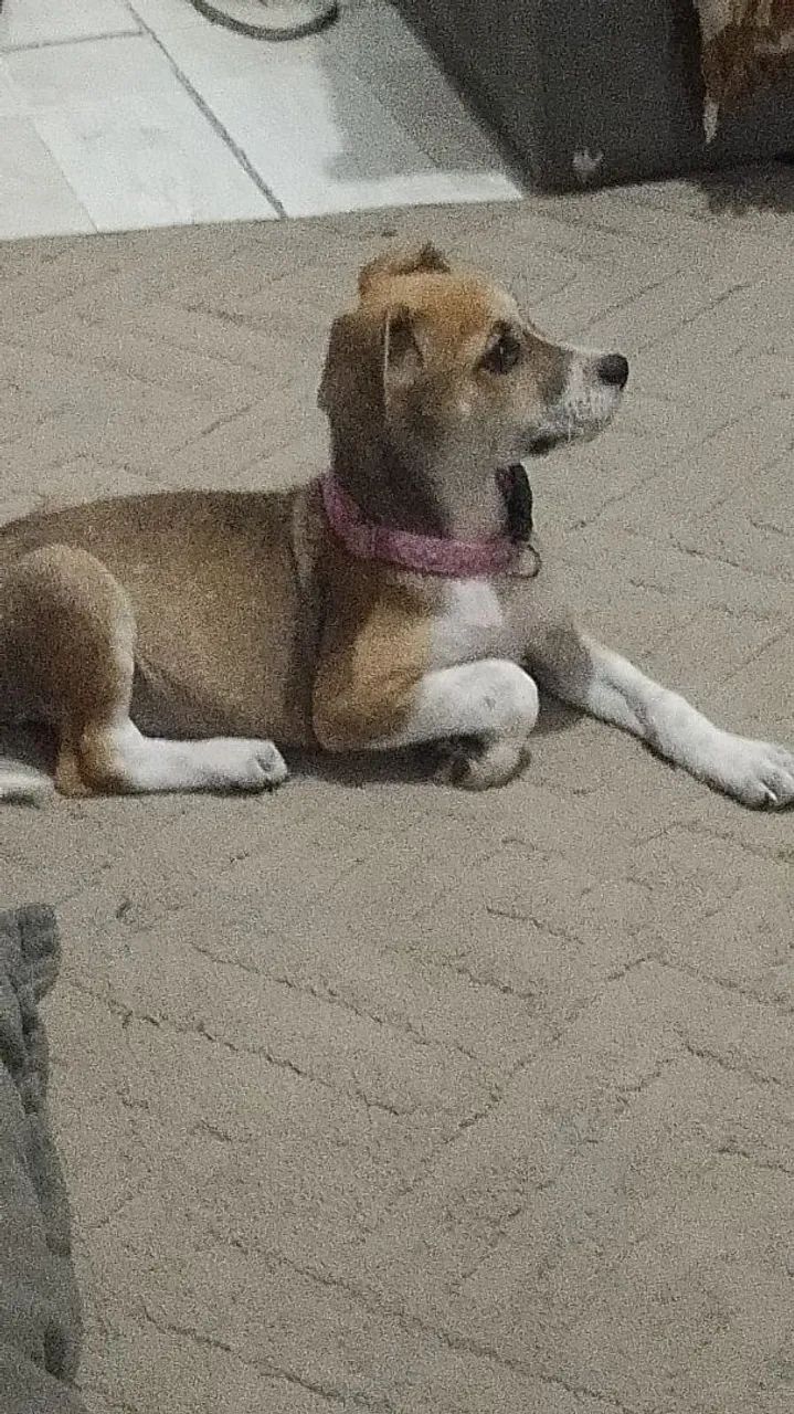 Filhote de cachorro - Foto 5