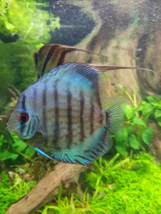 Disco azul turquesa para aquário