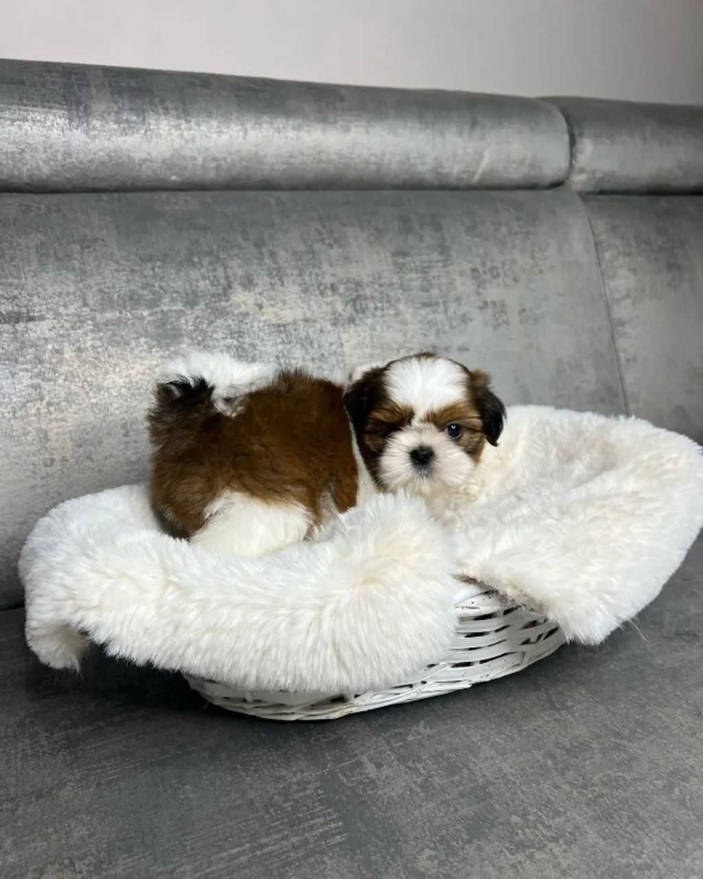 Filhotes de Shih Tzu Porte Pequeno lindos e carinhosos , vacinados e com pedigree 
