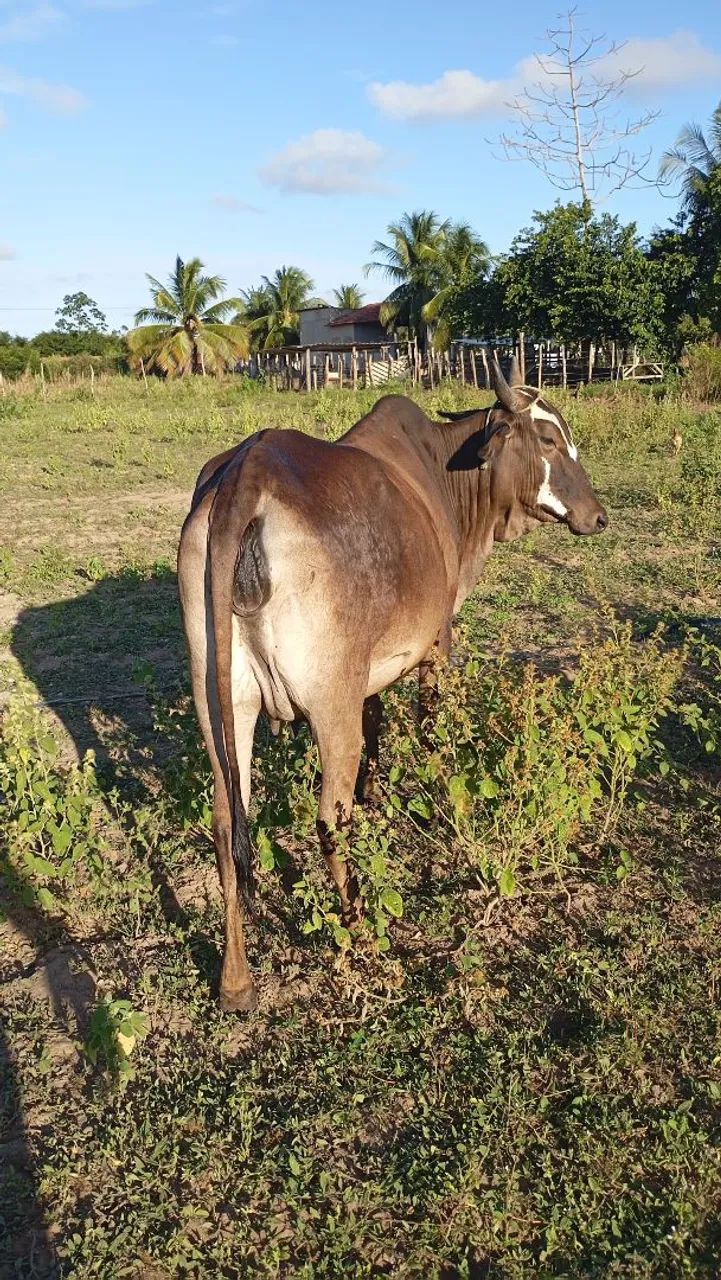 Vendo duas nerole prenhas  - Foto 4