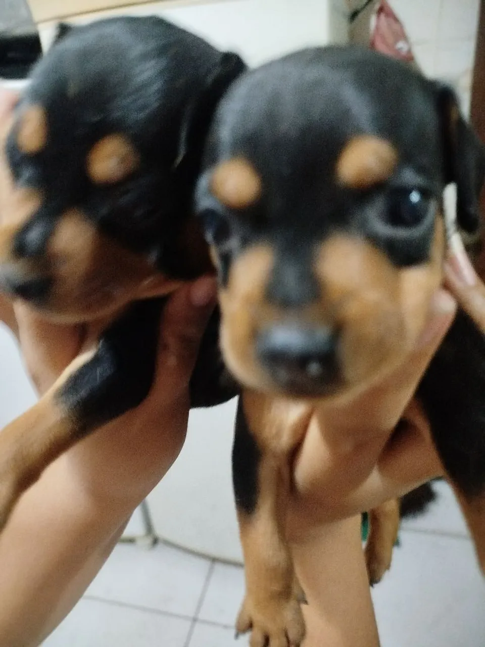 Filhotes de Pinscher disponíveis