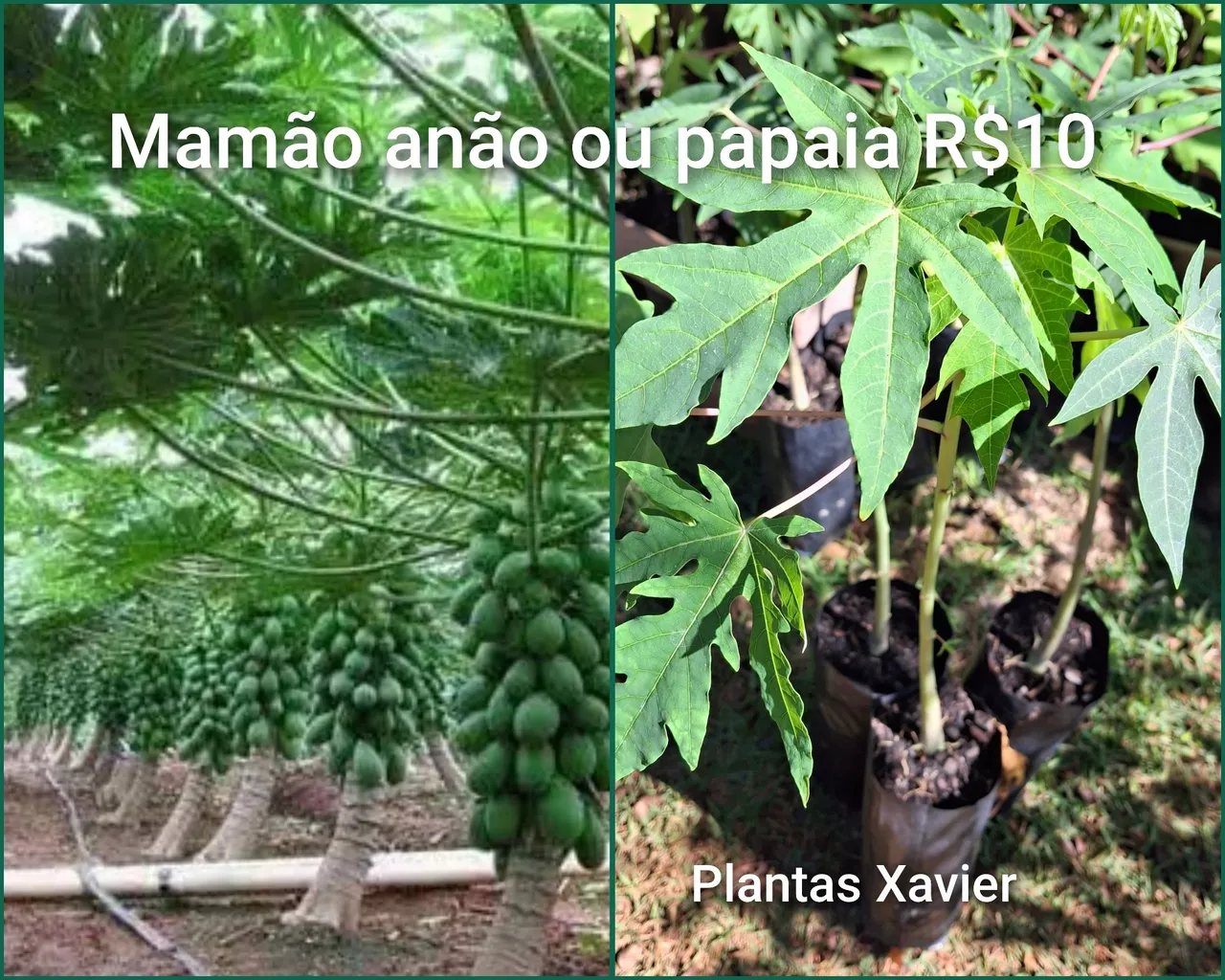 Mudas de Mamão Anão ou Papaia - R$10