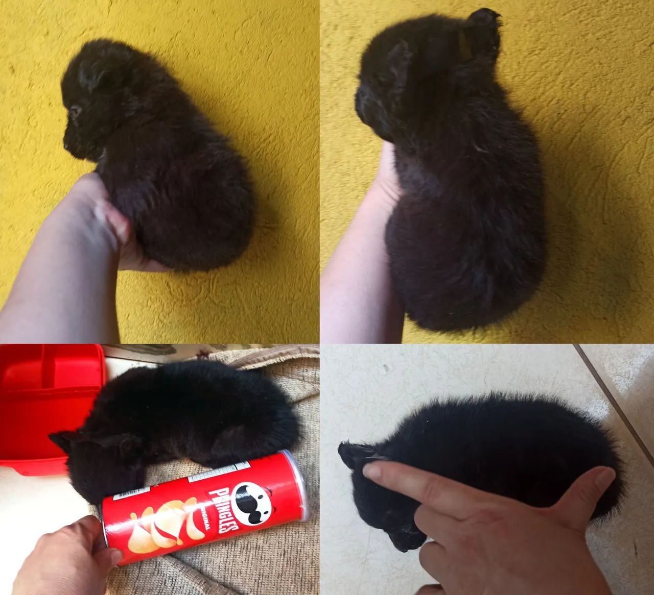 Lindas Mine filhote fêmea,favor leia a descrição do anúncio. - Foto 5