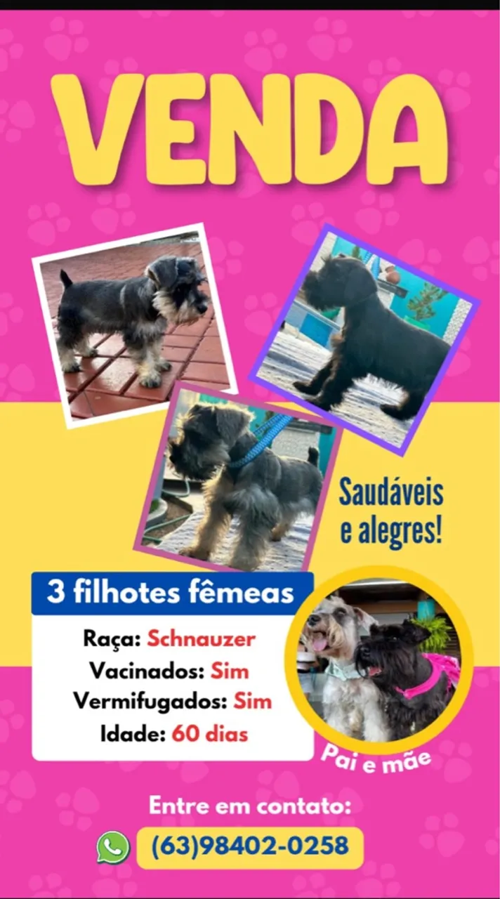Filhotes fêmeas Schnauzer à venda!