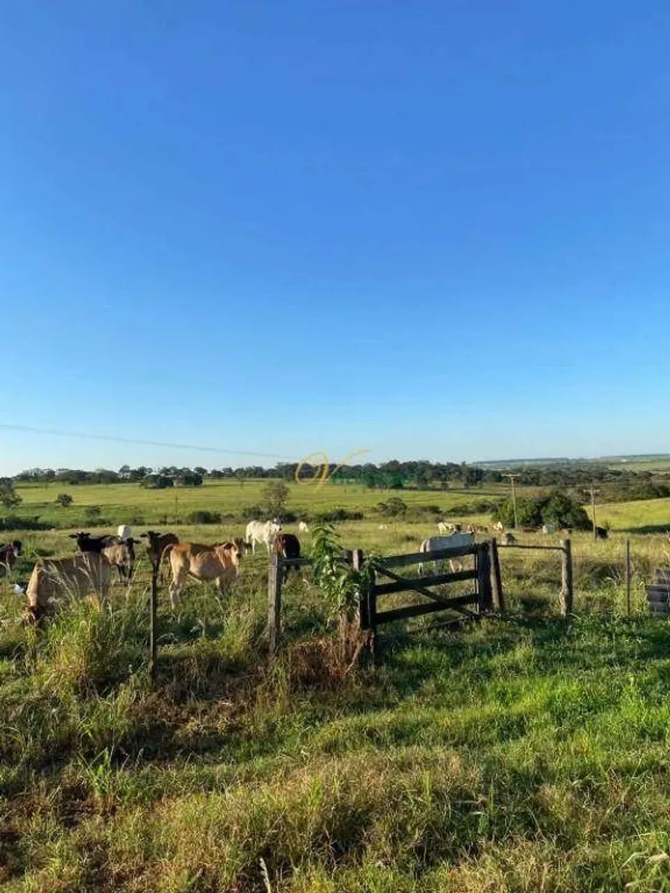 Fazenda com 3 dormitórios à venda, 377520 m² por R$ 3.600.000,00 - Rural - Palmeira d`Oest - Foto 2