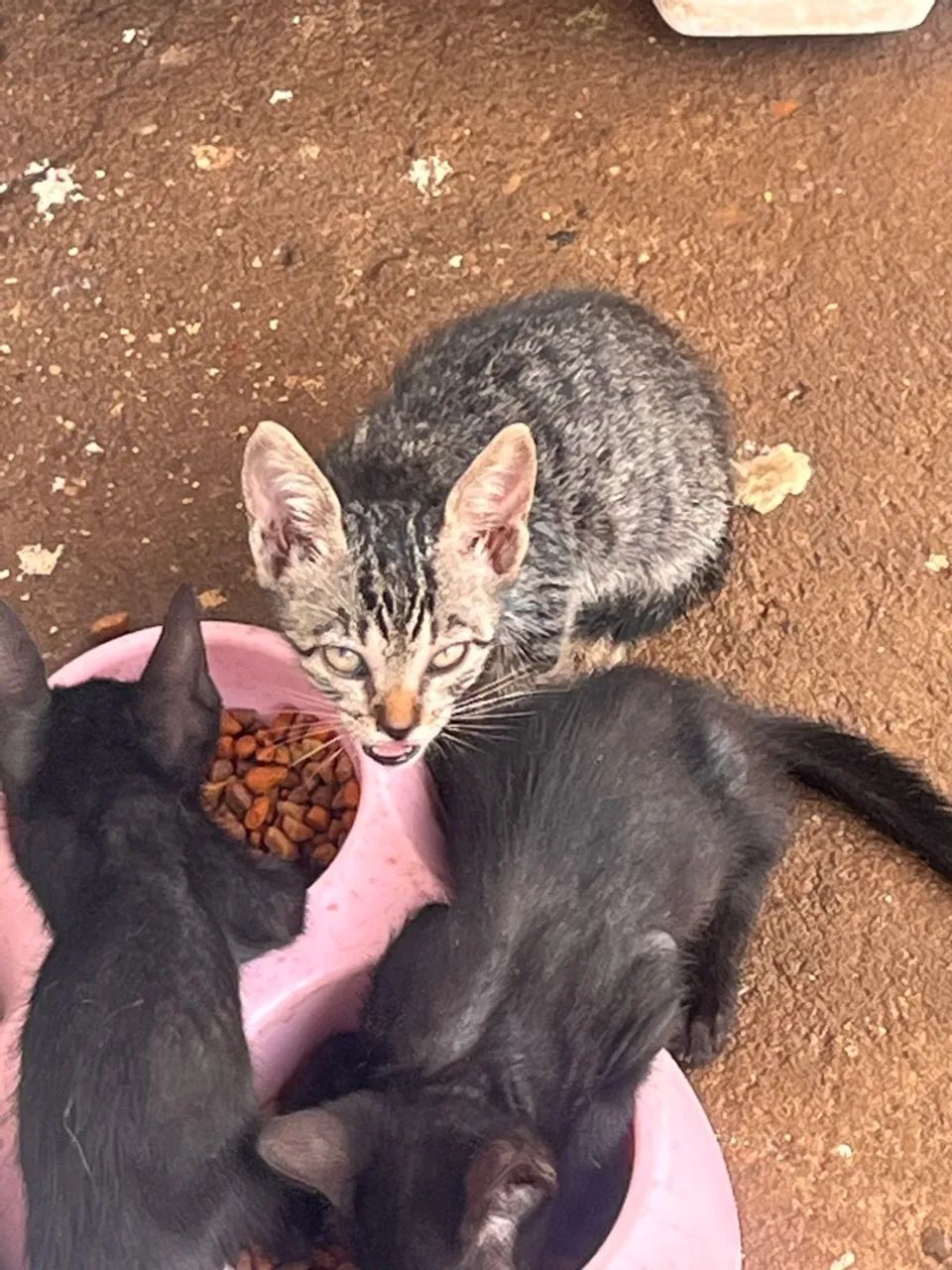 Gatinhos para adoção - Foto 3
