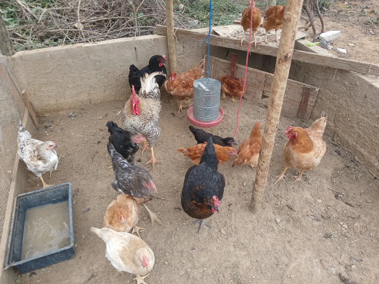 Vende se esse lote de galinhas sao 16 unidade