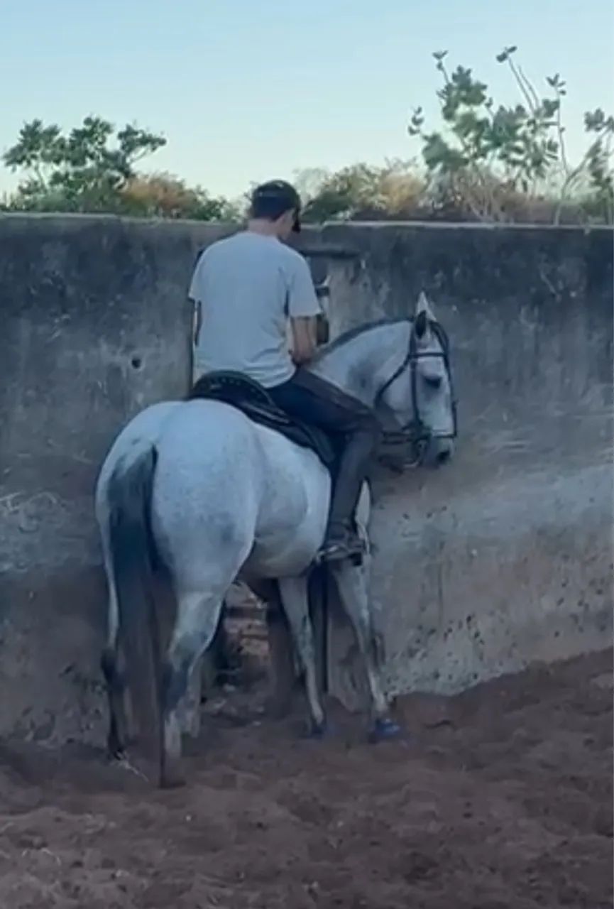 Oportunidade Única para Criadores e Competidores de Vaquejada 