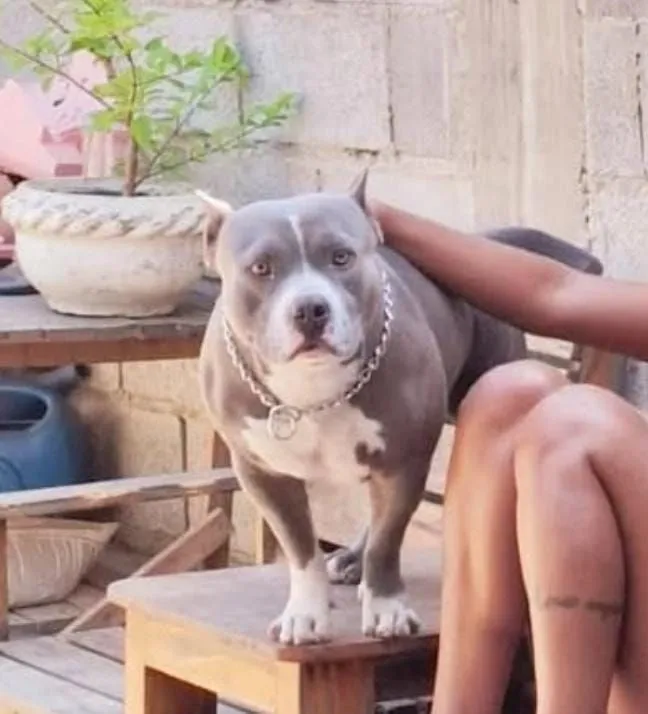 American bully